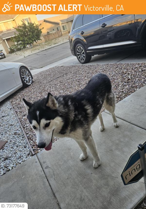 Found/Stray Male Dog last seen Aztec, Victorville, CA 92394