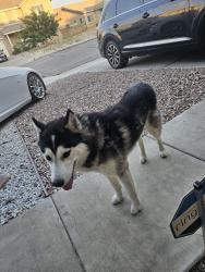 Found/Stray Male Dog last seen Aztec, Victorville, CA 92394