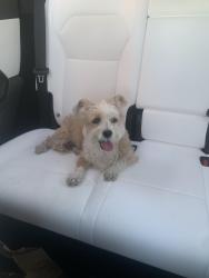 Reunited Female Dog last seen Willow & woodruff, Long Beach, CA 90815