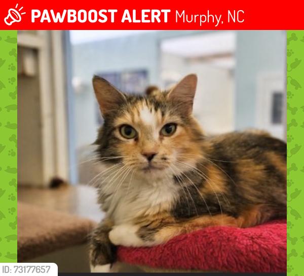 Lost Female Cat last seen Joe brown Hwy, Murphy, NC 28906