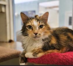 Lost Female Cat last seen Joe brown Hwy, Murphy, NC 28906