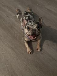 Reunited Female Dog last seen George Street and Morris Street, New Brunswick, NJ 08901