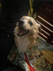 Found/Stray Male Dog last seen Near shady oak dr, ooltewah tn, Ooltewah, TN 37363