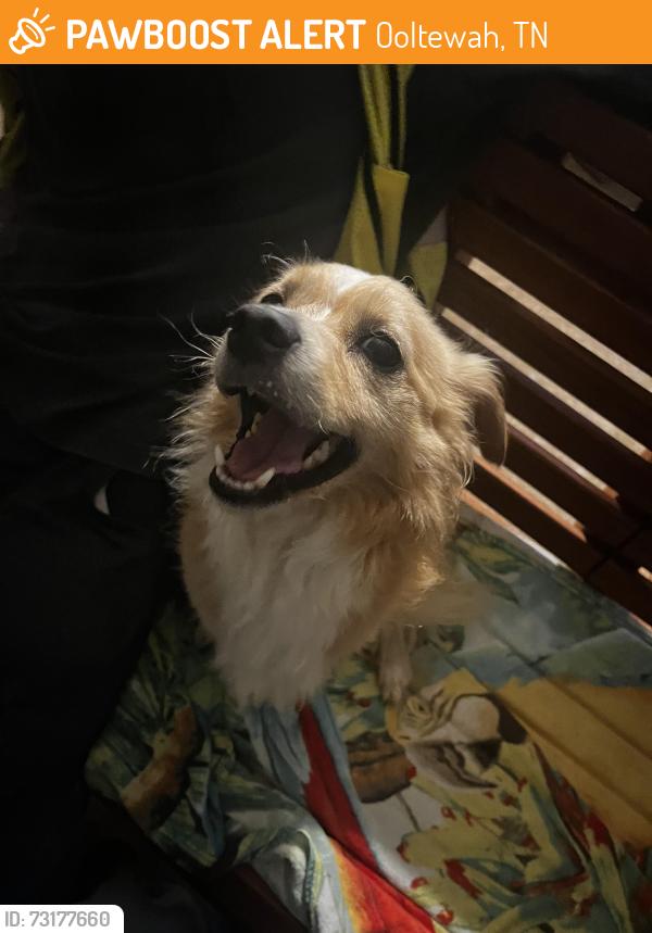 Found/Stray Male Dog last seen Near shady oak dr, ooltewah tn, Ooltewah, TN 37363
