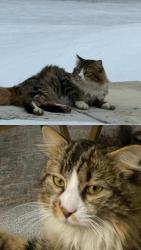 Lost Male Cat last seen Near Clark st Gardner ,otter river rd, Gardner, MA 01440
