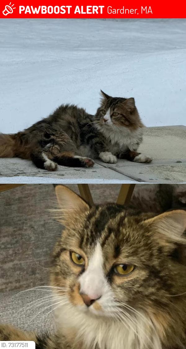 Lost Male Cat last seen Near Clark st Gardner ,otter river rd, Gardner, MA 01440