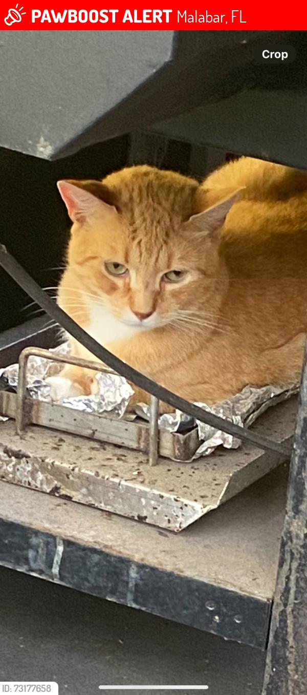 Lost Male Cat last seen Malabar, Malabar, FL 32950