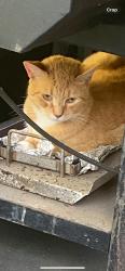 Lost Male Cat last seen Malabar, Malabar, FL 32950