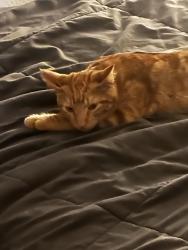 Lost Male Cat last seen Our hse, Greeley, CO 80634