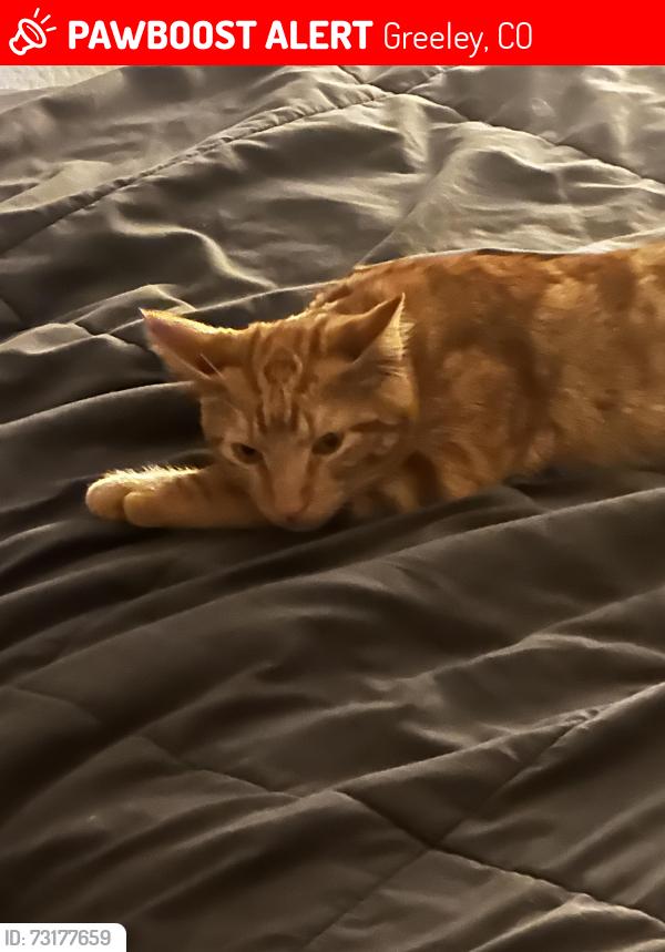 Lost Male Cat last seen Our hse, Greeley, CO 80634