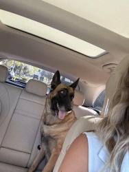 Reunited Female Dog last seen Business Center Dr, Irvine, CA 92612, USA, Irvine, CA 92612