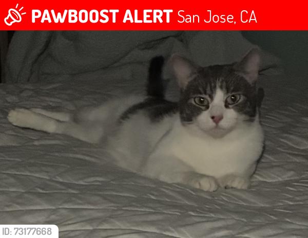 Lost Female Cat last seen White rd and mckinley, San Jose, CA 95127