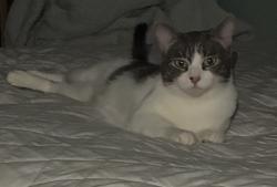 Lost Female Cat last seen White rd and mckinley, San Jose, CA 95127