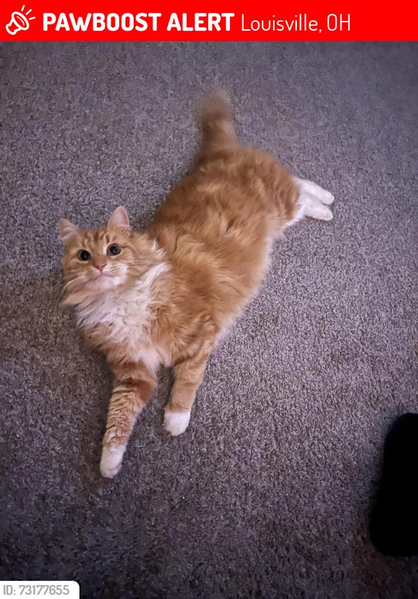 Lost Male Cat last seen Broadway and Willis St., Louisville, OH 44641