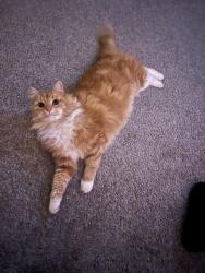 Lost Male Cat last seen Broadway and Willis St., Louisville, OH 44641