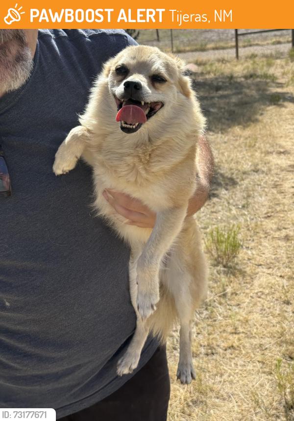 Found/Stray Female Dog last seen Ananya rd, Tijeras, NM 87059