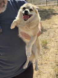 Found/Stray Female Dog last seen Ananya rd, Tijeras, NM 87059