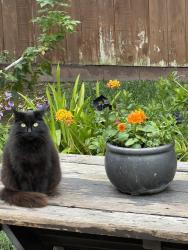 Reunited Female Cat last seen Devonshire/Hill St, San Diego, CA 92107