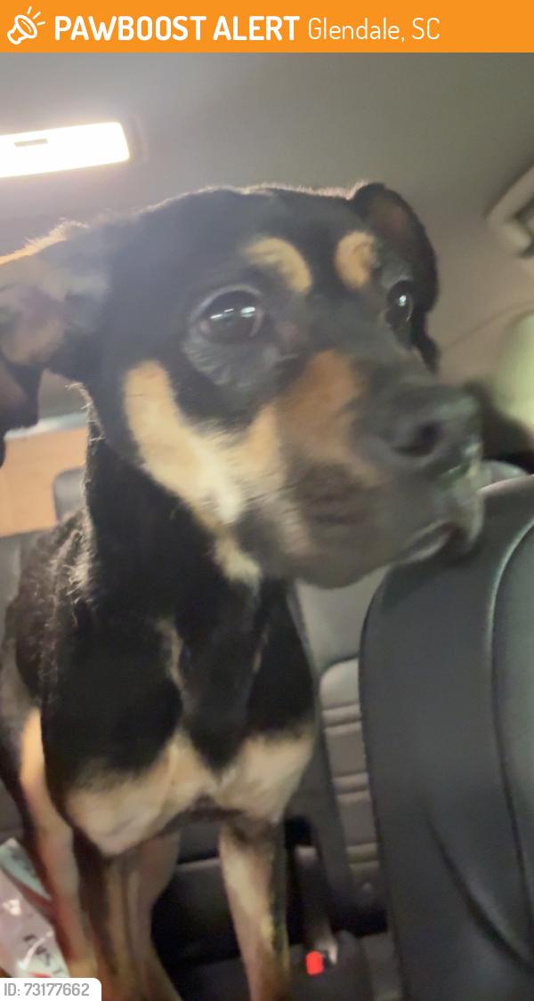 Found/Stray Female Dog last seen Dogwood Club Rd, Glendale, SC 29307
