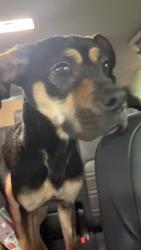Found/Stray Female Dog last seen Dogwood Club Rd, Glendale, SC 29307