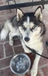 Found/Stray Male Dog last seen Across the street from iglesia nuevo pacto, Santa Clarita, CA 91321