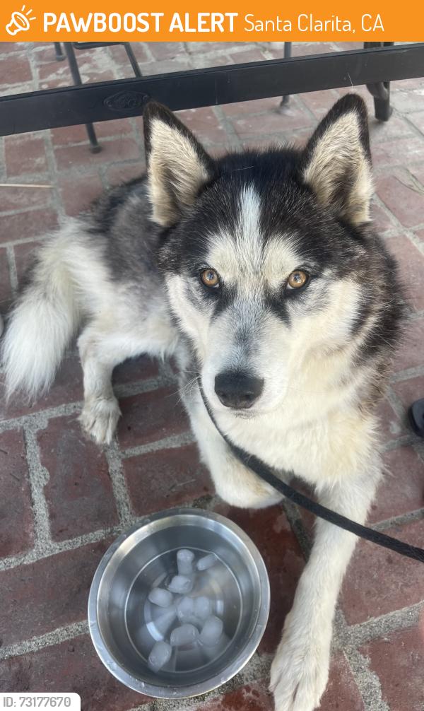 Found/Stray Male Dog last seen Across the street from iglesia nuevo pacto, Santa Clarita, CA 91321