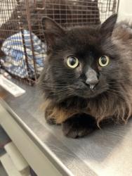 Shelter Stray Male Cat last seen Near blk of 22nd Ave, Seattle, WA, 2061 15th Ave W, Seattle, WA 98119, USA