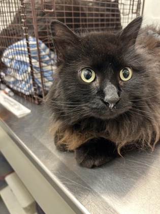 Shelter Stray Male Cat last seen Near blk of 22nd Ave, Seattle, WA, 2061 15th Ave W, Seattle, WA 98119, USA