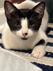 Found/Stray Male Cat last seen Fulton Cove and Rocky Stream Dr, Memphis, TN 38016