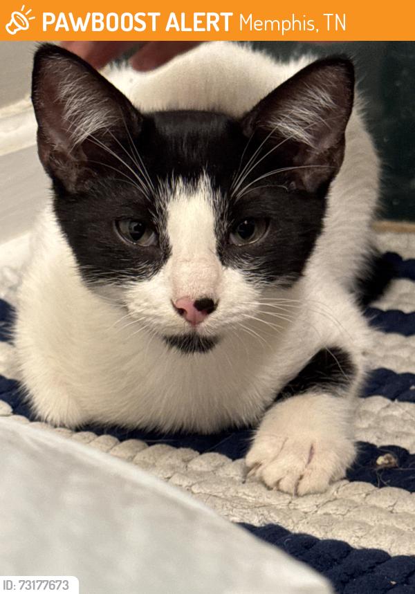 Found/Stray Male Cat last seen Fulton Cove and Rocky Stream Dr, Memphis, TN 38016