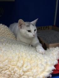Shelter Stray Female Cat last seen Near Southern Way, City of Eau Claire, WI, 3900 Old Town Hall Rd, Eau Claire, WI 54701, USA