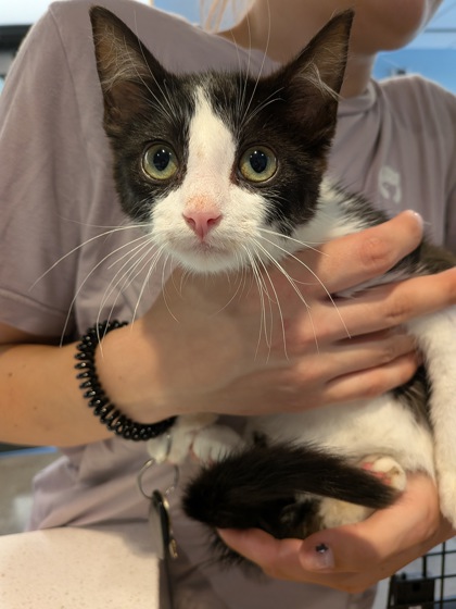Shelter Stray Male Cat last seen Near Chanye Dr, Town of Union, WI, 3900 Old Town Hall Rd, Eau Claire, WI 54701, USA