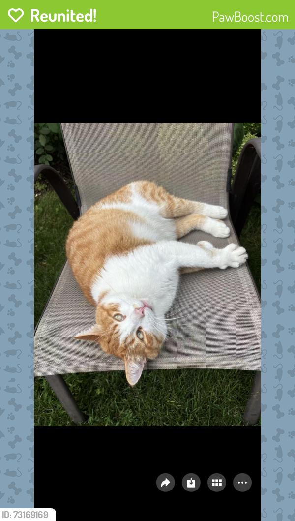 Reunited Male Cat last seen Rue Denault, Kirkland, Kirkland, QC 