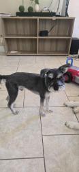 Reunited Male Dog last seen Parkridge and Tesoro street, Corona, CA 92879