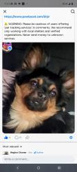 Lost Male Dog last seen Near and Figaroura, Los Angeles, CA 90037