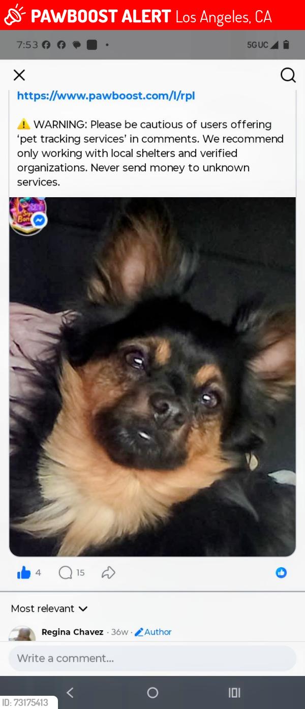 Lost Male Dog last seen Near and Figaroura, Los Angeles, CA 90037