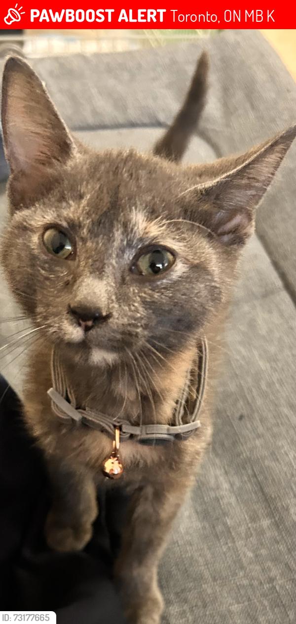 Lost Female Cat last seen Near Forest creek pathway, Toronto, ON M1B 5K8