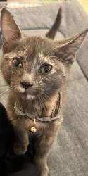 Lost Female Cat last seen Near Forest creek pathway, Toronto, ON M1B 5K8