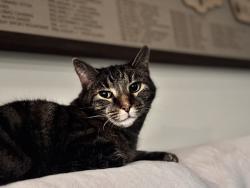 Lost Female Cat last seen Hidden Lakes Development off of State Rd., Cuyahoga Falls, OH 44264