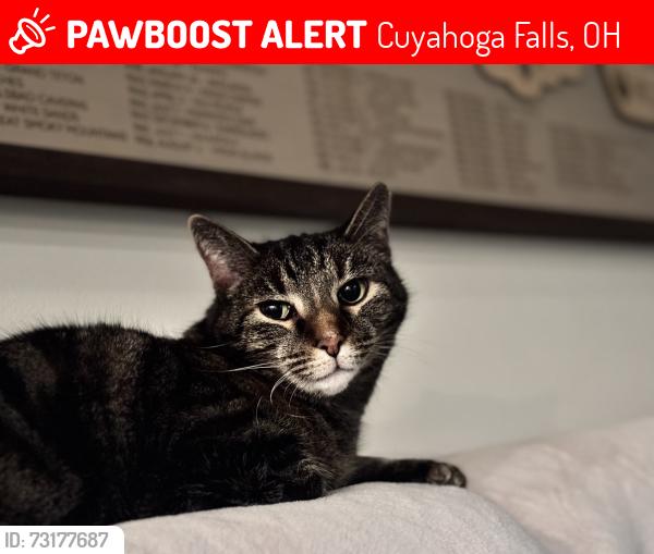 Lost Female Cat last seen Hidden Lakes Development off of State Rd., Cuyahoga Falls, OH 44264