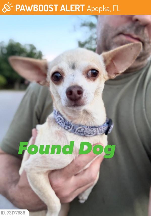 Found/Stray Female Dog last seen Summit at Park Ave, Apopka, FL 32712