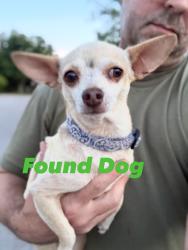 Found/Stray Female Dog last seen Summit at Park Ave, Apopka, FL 32712