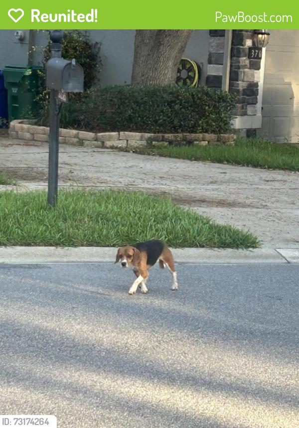 Reunited Female Dog last seen Woodbridge Lakes subdivision, Lake Mary, FL 32746