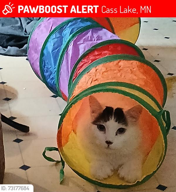 Lost Male Cat last seen Near 1St Street Cass Lake MN, Cass Lake, MN 56633