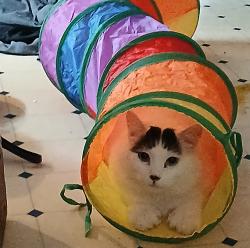 Lost Male Cat last seen Near 1St Street Cass Lake MN, Cass Lake, MN 56633