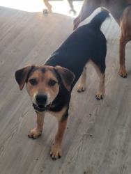 Reunited Female Dog last seen Chanting Bnd and Seco Tierra, San Antonio, TX 78223
