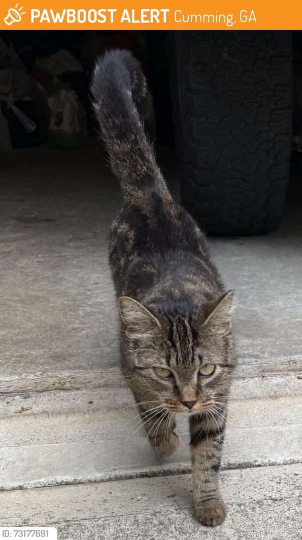 Found/Stray Unknown Cat last seen Kelly mill & bethelview, Cumming, GA 30040