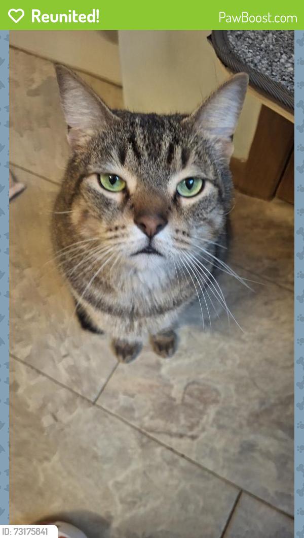 Reunited Male Cat last seen Near W Park Rd, Round Lake, IL 60073, USA, Round Lake, IL 60073