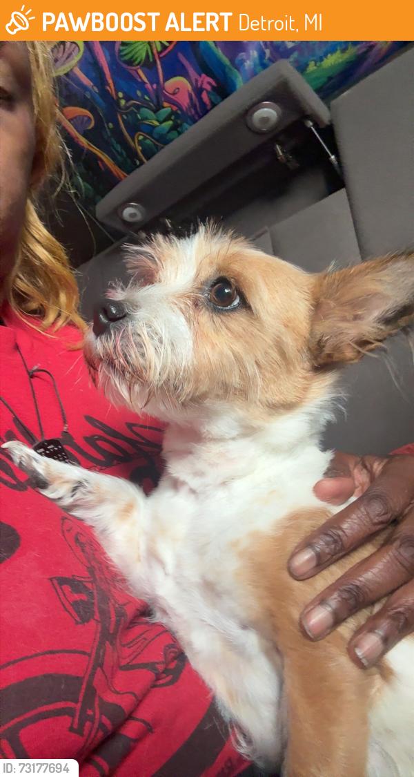 Found/Stray Female Dog last seen joy and greenfield, Detroit, MI 48228