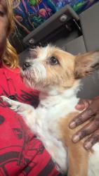 Found/Stray Female Dog last seen joy and greenfield, Detroit, MI 48228